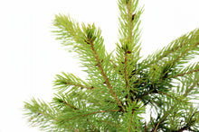 Load image into Gallery viewer, Sitka Spruce | XL Tree Seedling