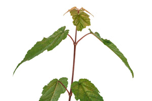 Red Snakebark Maple | Medium Tree Seedling | The Jonsteen Company
