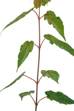 Load image into Gallery viewer, Red Snakebark Maple | Medium Tree Seedling | The Jonsteen Company