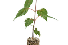 Load image into Gallery viewer, Red Snakebark Maple | Medium Tree Seedling | The Jonsteen Company