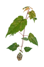 Load image into Gallery viewer, Red Snakebark Maple | Medium Tree Seedling | The Jonsteen Company