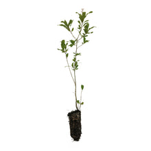 Load image into Gallery viewer, Southern Live Oak | Medium Tree Seedling | The Jonsteen Company