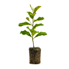 Load image into Gallery viewer, Southern Magnolia | XL Tree Seedling | The Jonsteen Company