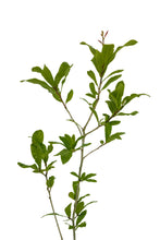 Load image into Gallery viewer, Southern Live Oak | Medium Tree Seedling | The Jonsteen Company