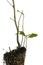 Load image into Gallery viewer, Southern Live Oak | Medium Tree Seedling | The Jonsteen Company