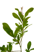 Load image into Gallery viewer, Southern Live Oak | Medium Tree Seedling | The Jonsteen Company