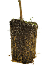 Load image into Gallery viewer, Southern Magnolia | XL Tree Seedling | The Jonsteen Company