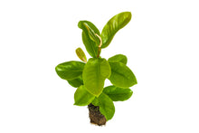 Load image into Gallery viewer, Southern Magnolia | XL Tree Seedling | The Jonsteen Company