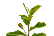 Load image into Gallery viewer, Southern Magnolia | XL Tree Seedling | The Jonsteen Company