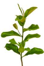 Load image into Gallery viewer, Southern Magnolia | XL Tree Seedling | The Jonsteen Company