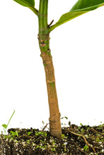 Load image into Gallery viewer, Southern Magnolia | XL Tree Seedling | The Jonsteen Company