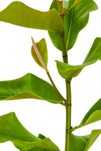 Load image into Gallery viewer, Southern Magnolia | XL Tree Seedling | The Jonsteen Company