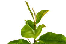 Load image into Gallery viewer, Southern Magnolia | XL Tree Seedling | The Jonsteen Company