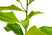 Load image into Gallery viewer, Southern Magnolia | XL Tree Seedling | The Jonsteen Company