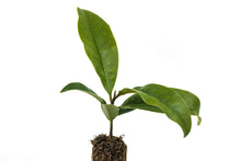 Load image into Gallery viewer, Southern Magnolia | Medium Tree Seedling | The Jonsteen Company