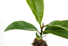 Load image into Gallery viewer, Southern Magnolia | Medium Tree Seedling | The Jonsteen Company