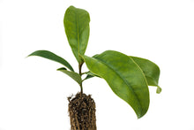 Load image into Gallery viewer, Southern Magnolia | Medium Tree Seedling | The Jonsteen Company