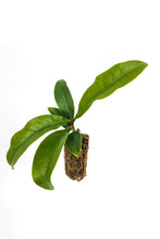 Load image into Gallery viewer, Southern Magnolia | Medium Tree Seedling | The Jonsteen Company