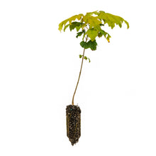 Load image into Gallery viewer, Sugar Maple | Medium Tree Seedling | The Jonsteen Company