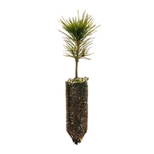 Load image into Gallery viewer, Sugar Pine | Medium Tree Seedling | The Jonsteen Company