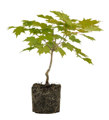 Bonsai Special | Sugar Maple (A6)