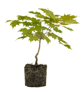 Bonsai Special | Sugar Maple (A6)