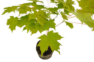 Bonsai Special | Sugar Maple (A6)