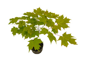 Bonsai Special | Sugar Maple (A6)