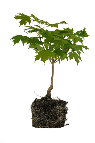Bonsai Special | Sugar Maple (A5)