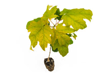 Load image into Gallery viewer, Sugar Maple | Medium Tree Seedling | The Jonsteen Company