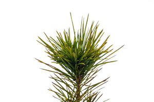 Sugar Pine | Medium Tree Seedling | The Jonsteen Company