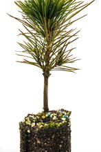 Load image into Gallery viewer, Sugar Pine | Medium Tree Seedling | The Jonsteen Company