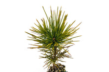 Load image into Gallery viewer, Sugar Pine | Medium Tree Seedling | The Jonsteen Company