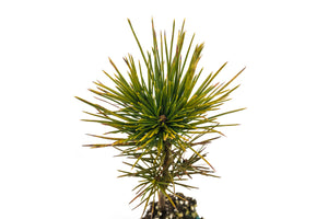 Sugar Pine | Medium Tree Seedling | The Jonsteen Company