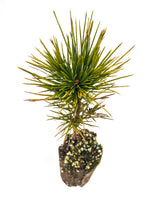 Load image into Gallery viewer, Sugar Pine | Medium Tree Seedling | The Jonsteen Company