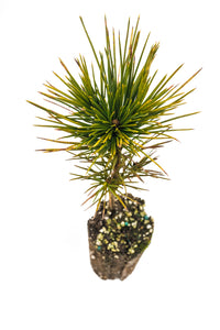 Sugar Pine | Medium Tree Seedling | The Jonsteen Company