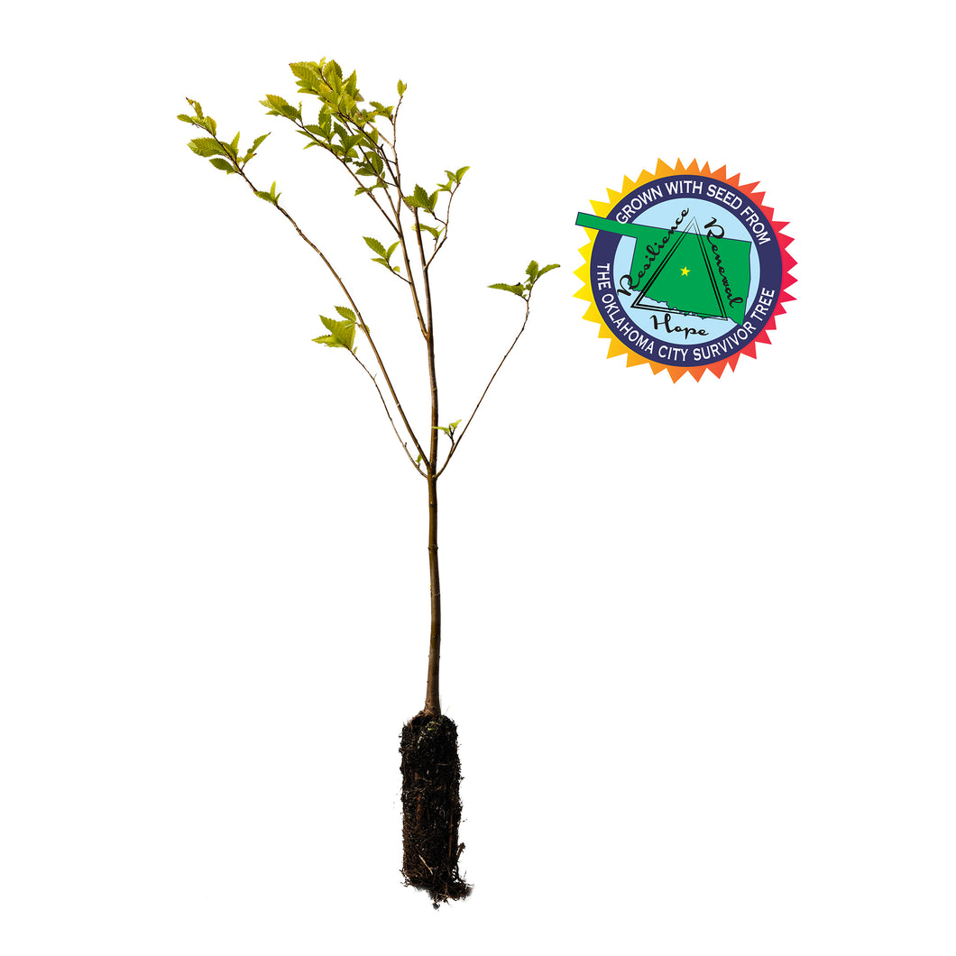 The Oklahoma City Survivor Tree | American Elm | The Jonsteen Company