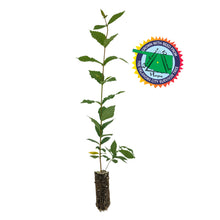 Load image into Gallery viewer, Oklahoma City Survivor Tree | Medium Tree Seedling | The Jonsteen Company