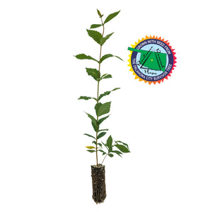 Oklahoma City Survivor Tree | Medium Tree Seedling | The Jonsteen Company