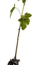 Load image into Gallery viewer, American Sweetgum | Small Tree Seedling | The Jonsteen Company