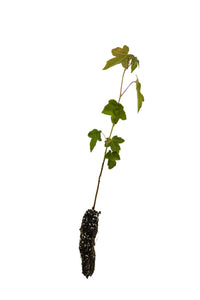 American Sweetgum | Small Tree Seedling | The Jonsteen Company