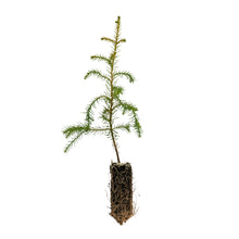 Load image into Gallery viewer, Taiwan Cedar (a.k.a. Coffin Tree) | Medium Tree Seedling | The Jonsteen Company