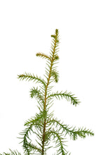 Load image into Gallery viewer, Taiwan Cedar (a.k.a. Coffin Tree) | Medium Tree Seedling | The Jonsteen Company