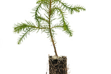 Load image into Gallery viewer, Taiwan Cedar (a.k.a. Coffin Tree) | Medium Tree Seedling | The Jonsteen Company