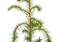 Load image into Gallery viewer, Taiwan Cedar (a.k.a. Coffin Tree) | Medium Tree Seedling | The Jonsteen Company