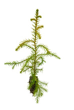 Load image into Gallery viewer, Taiwan Cedar (a.k.a. Coffin Tree) | Medium Tree Seedling | The Jonsteen Company
