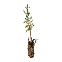 Load image into Gallery viewer, Tecate Cypress | Small Tree Seedling | The Jonsteen Company