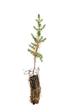 Load image into Gallery viewer, Tecate Cypress | Small Tree Seedling | The Jonsteen Company