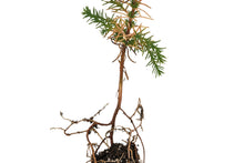 Load image into Gallery viewer, Tecate Cypress | Small Tree Seedling | The Jonsteen Company
