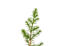 Load image into Gallery viewer, Tecate Cypress | Small Tree Seedling | The Jonsteen Company